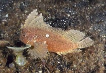 Image of Ablabys taenianotus (Cockatoo waspfish)