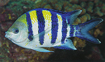 Image of Abudefduf vaigiensis (Indo-Pacific sergeant)