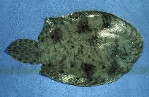 Image of Achirus achirus (Drab sole)