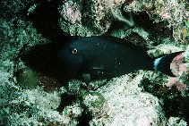 Image of Acanthurus albipectoralis (Whitefin surgeonfish)