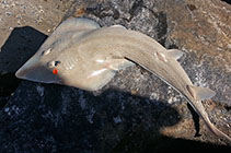 Image of Acroteriobatus annulatus (Lesser sandshark)