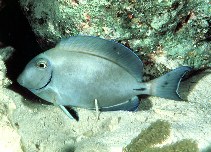 Image of Acanthurus tractus (Ocean surgeonfish)