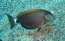 Image of Acanthurus bahianus (Barber surgeonfish)