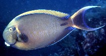 Image of Acanthurus bariene (Black-spot surgeonfish)