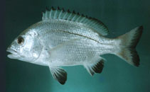 Image of Acanthopagrus omanensis (Black Margined Seabream)