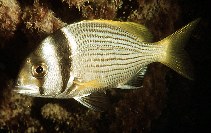 Image of Acanthopagrus bifasciatus (Twobar seabream)