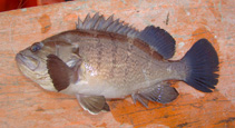 Image of Acanthistius brasilianus (Argentine seabass)