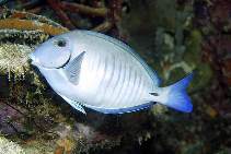 Image of Acanthurus chirurgus (Doctorfish)