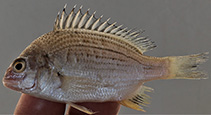 Image of Acanthopagrus datnia (Bengal yellowfin seabream)