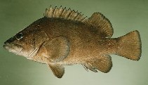 Image of Acanthistius fuscus (Rapanui seabass)