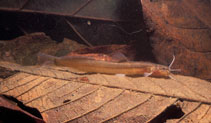 Image of Acentronichthys leptos 