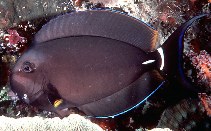 Image of Acanthurus leucocheilus (Palelipped surgeonfish)