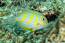 Image of Acanthurus lineatus (Lined surgeonfish)