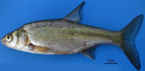 Image of Acanthobrama marmid (Tigris bream)