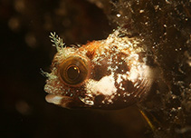 Image of Acanthemblemaria maria (Secretary blenny)