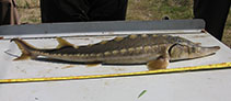 Image of Acipenser mikadoi (Sakhalin sturgeon)