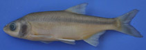 Image of Vimba mirabilis (Menderes bream)