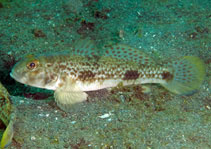 Image of Acentrogobius nebulosus (Shadow goby)