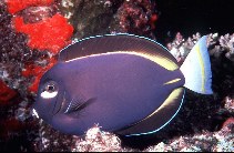 Image of Acanthurus nigricans (Whitecheek surgeonfish)