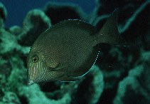 Image of Acanthurus nigroris (Bluelined surgeonfish)