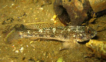 Image of Favonigobius punctatus (Yellowspotted sandgoby)