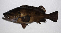 Image of Acanthistius serratus (Western wirrah)