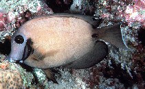 Image of Acanthurus tristis (Indian Ocean mimic surgeonfish)