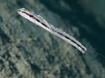 Image of Adelotremus leptus 