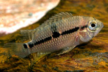 Image of Aequidens metae (Yellow acara)