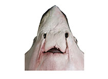 Image of Aetobatus narutobiei (Naru eagle ray)