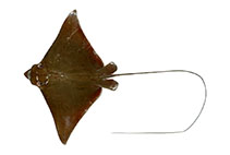 Image of Aetobatus narutobiei (Naru eagle ray)