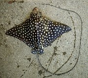 Image of Aetobatus laticeps (Pacific eagle ray)