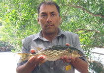 Image of Dajaus monticola (Mountain mullet)