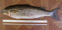 Image of Dajaus monticola (Mountain mullet)