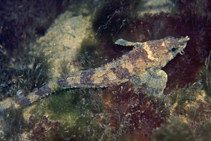 Image of Agonopsis sterletus (Southern spearnose poacher)