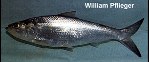 Image of Alosa chrysochloris (Skipjack shad)