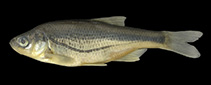 Image of Alburnoides devolli 