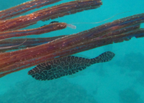 Image of Aluterus monoceros (Unicorn leatherjacket filefish)