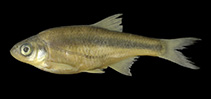 Image of Alburnoides ohridanus 