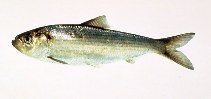 Image of Alosa pseudoharengus (Alewife)