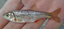 Image of Alburnoides tabarestanensis (Tabarestan riffle minnow)