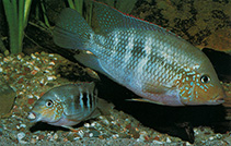 Image of Cribroheros alfari (Pastel cichlid)