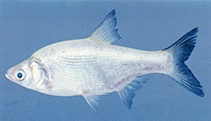 Image of Amblypharyngodon atkinsonii (Burmese carplet)