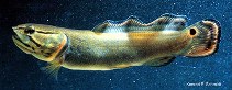 Image of Amia calva (Bowfin)