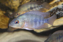 Image of Amphilophus citrinellus (Midas cichlid)