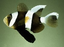 Image of Amphiprion clarkii (Yellowtail clownfish)