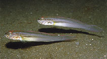 Image of Amblygobius esakiae (Snoutspot goby)