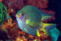 Image of Amblyglyphidodon flavopurpureus (Cenderawasih damselfish)