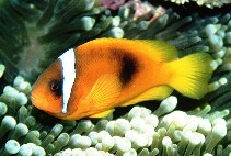 Image of Amphiprion frenatus (Tomato clownfish)