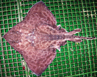 Image of Amblyraja georgiana (Antarctic starry skate)